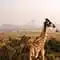 Cheap flights to Nairobi